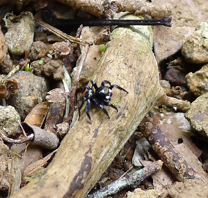 a black spider crawling on a log on the ground