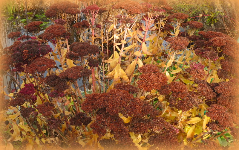 a pile of brown leaves next to grass