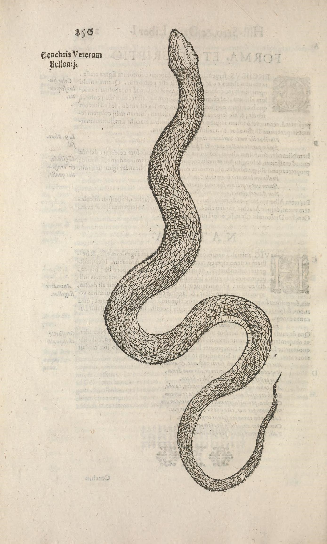 a drawing on a page with a snake in it
