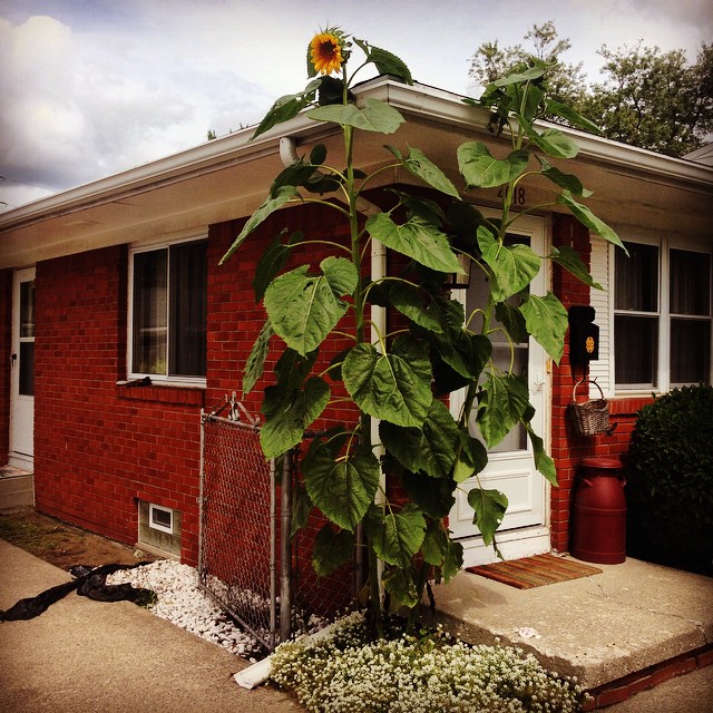 a sunflower sitting outside of a red building
