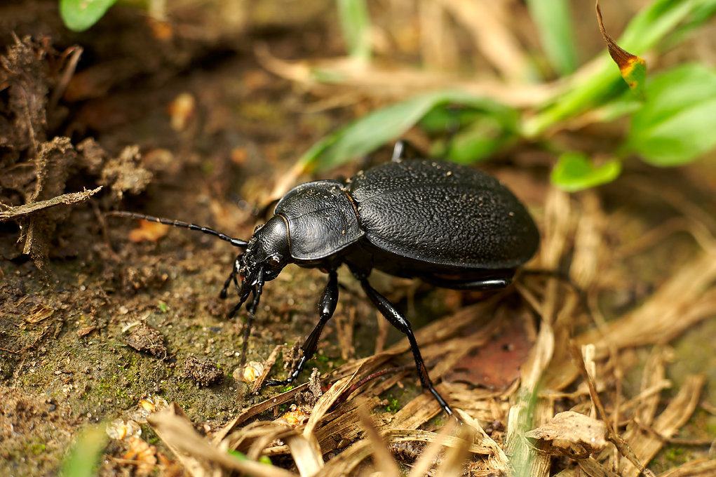 a black insect on the ground outside