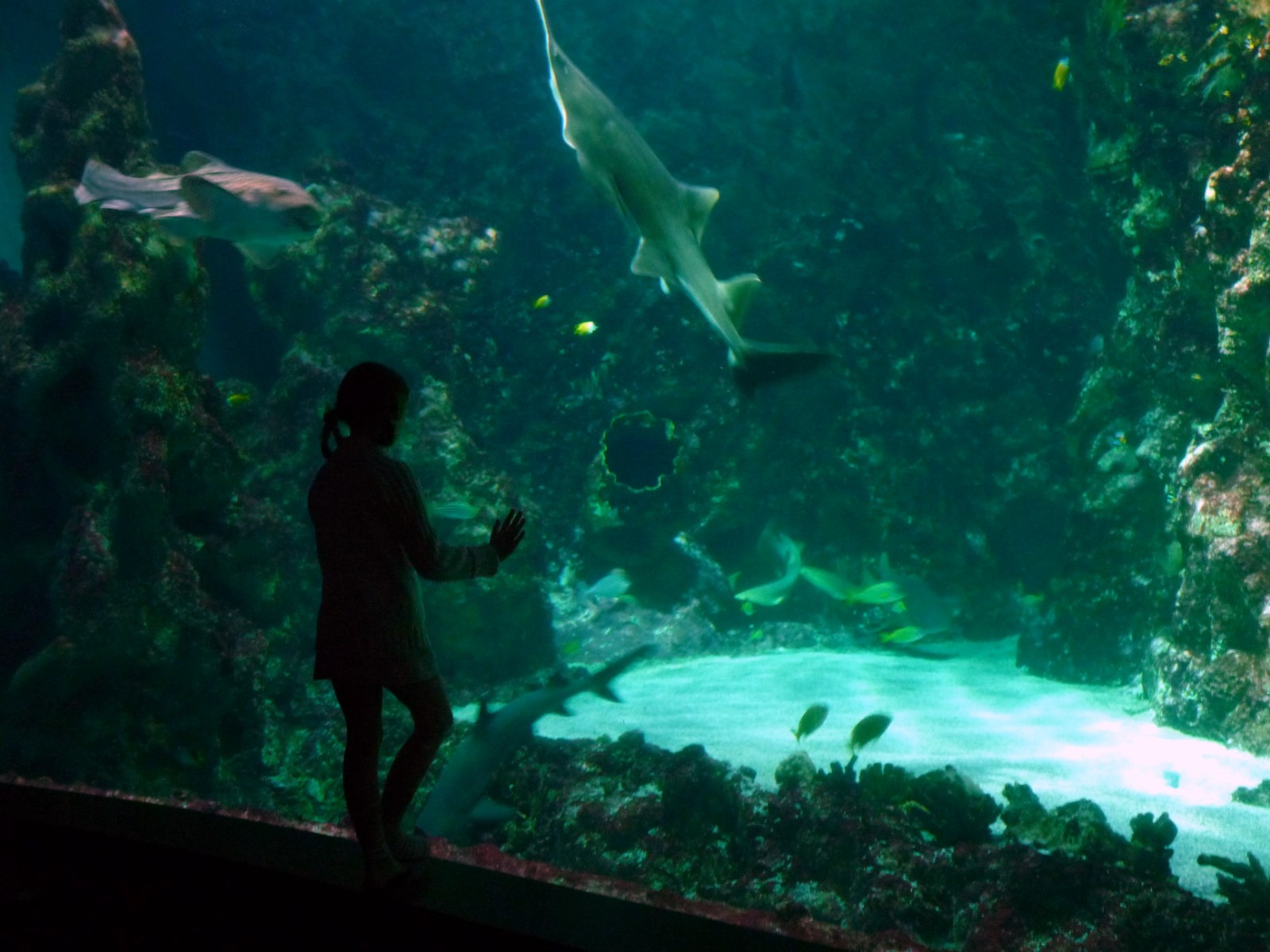 the young child is admiring the fish in the aquarium