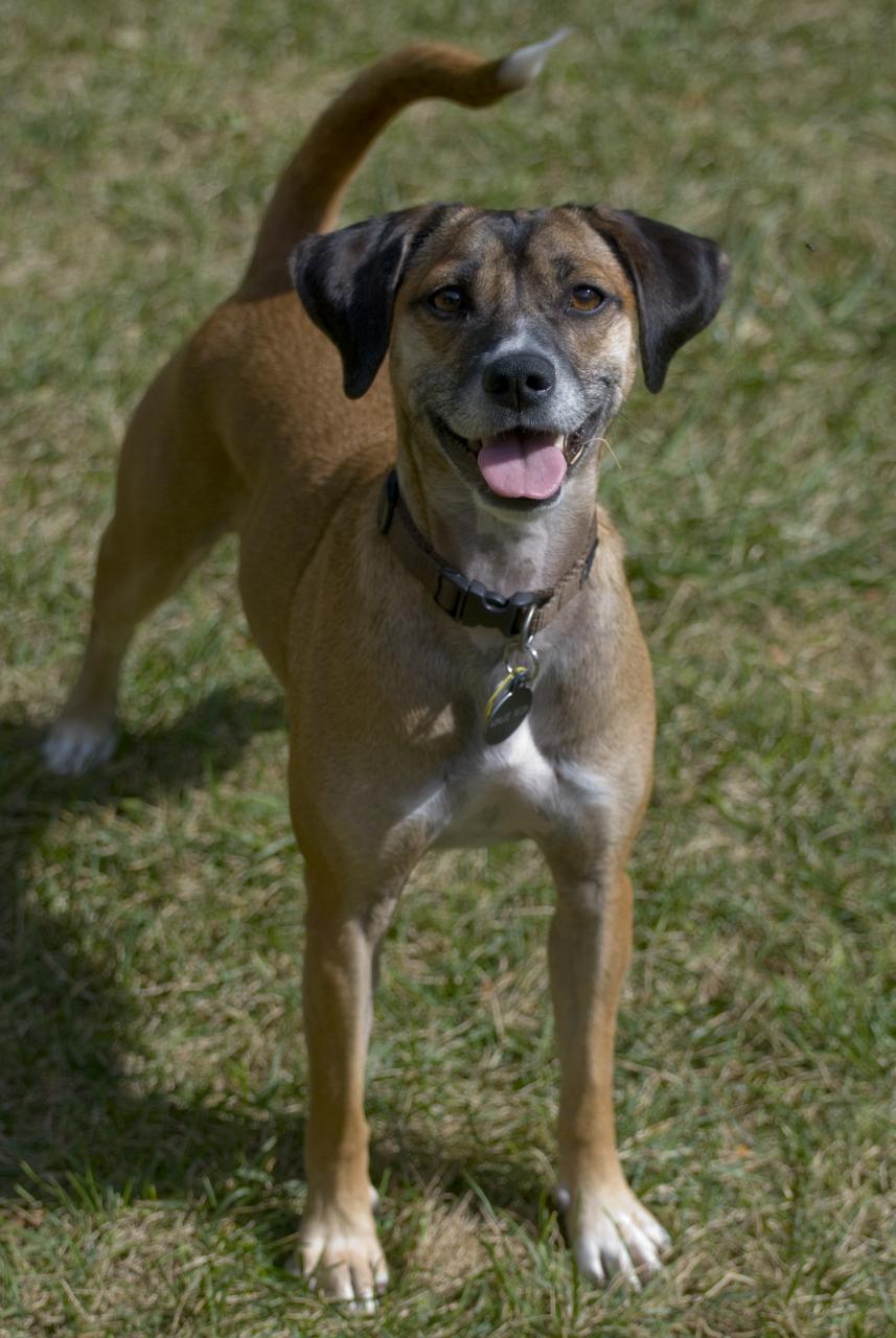 a brown dog with a small white frisbee in its mouth