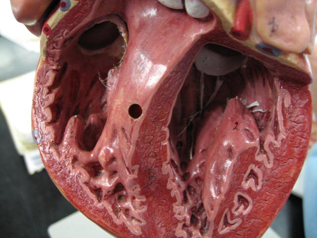 this is a close up po of an unlabded human heart