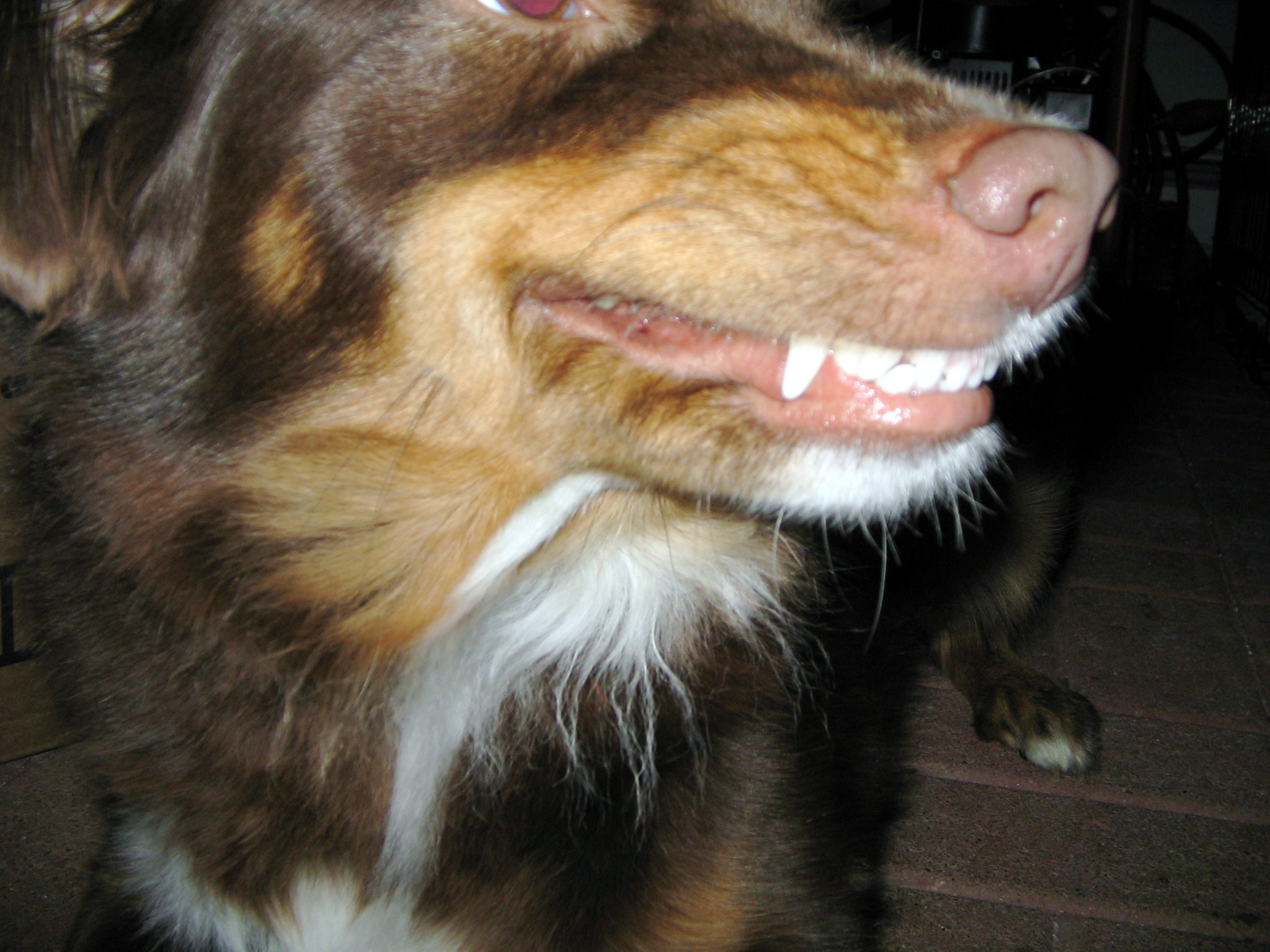 a brown, white and black dog has its mouth open
