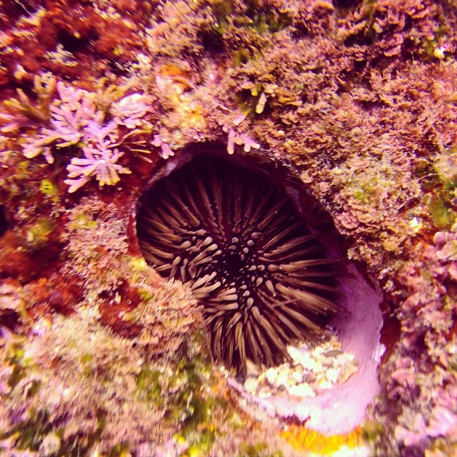 an underwater image with purple algae and blue sky