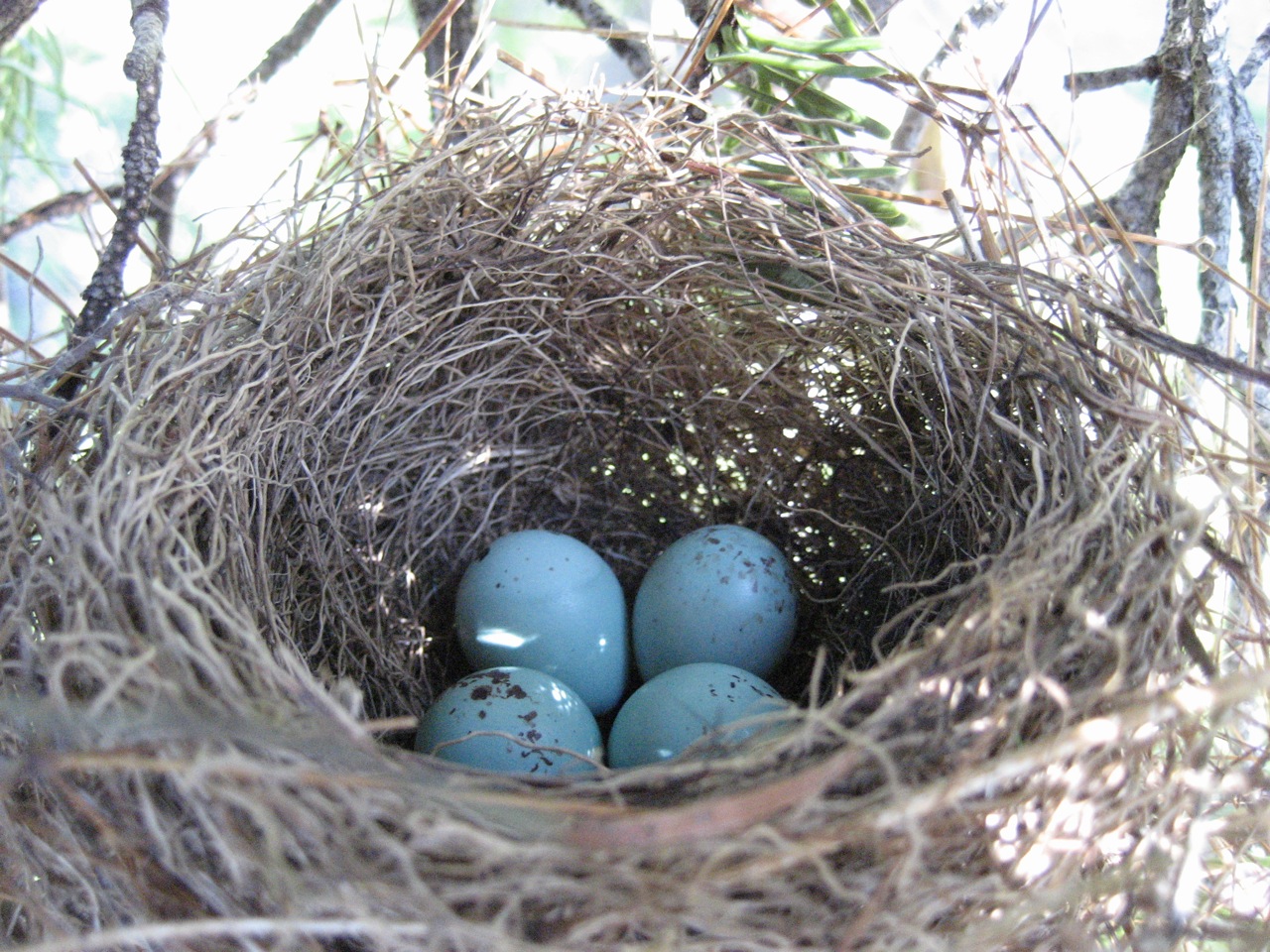 three blue eggs are sitting in a nest