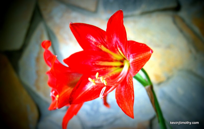 a red flower on top of a brick floor