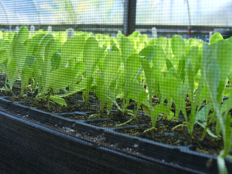 many green plants are growing in a greenhouse