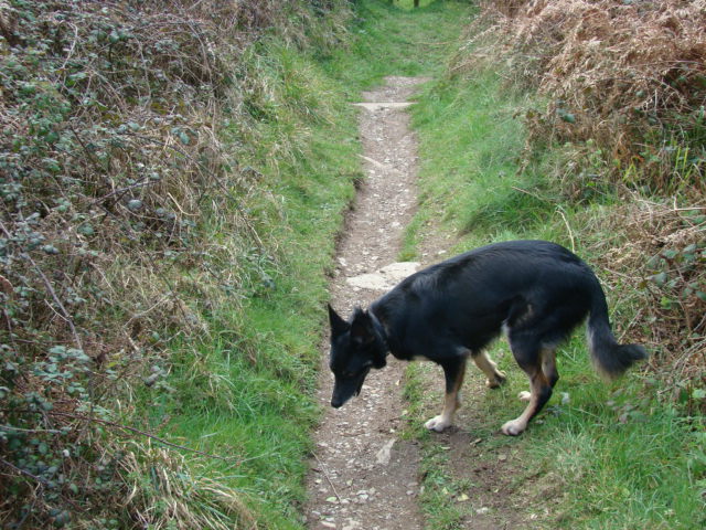 a black dog walking down a dirt trail through tall grass