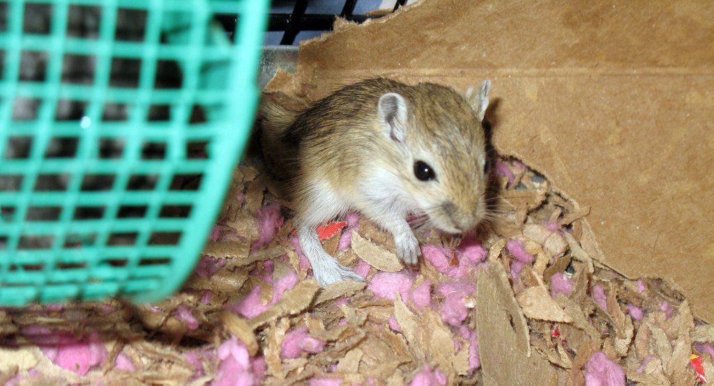 small rodent is shown with pink sprinkles on top
