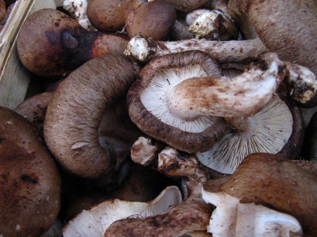 close up view of mushrooms and roots in tray
