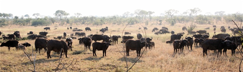 a herd of cattle stand around in the grass