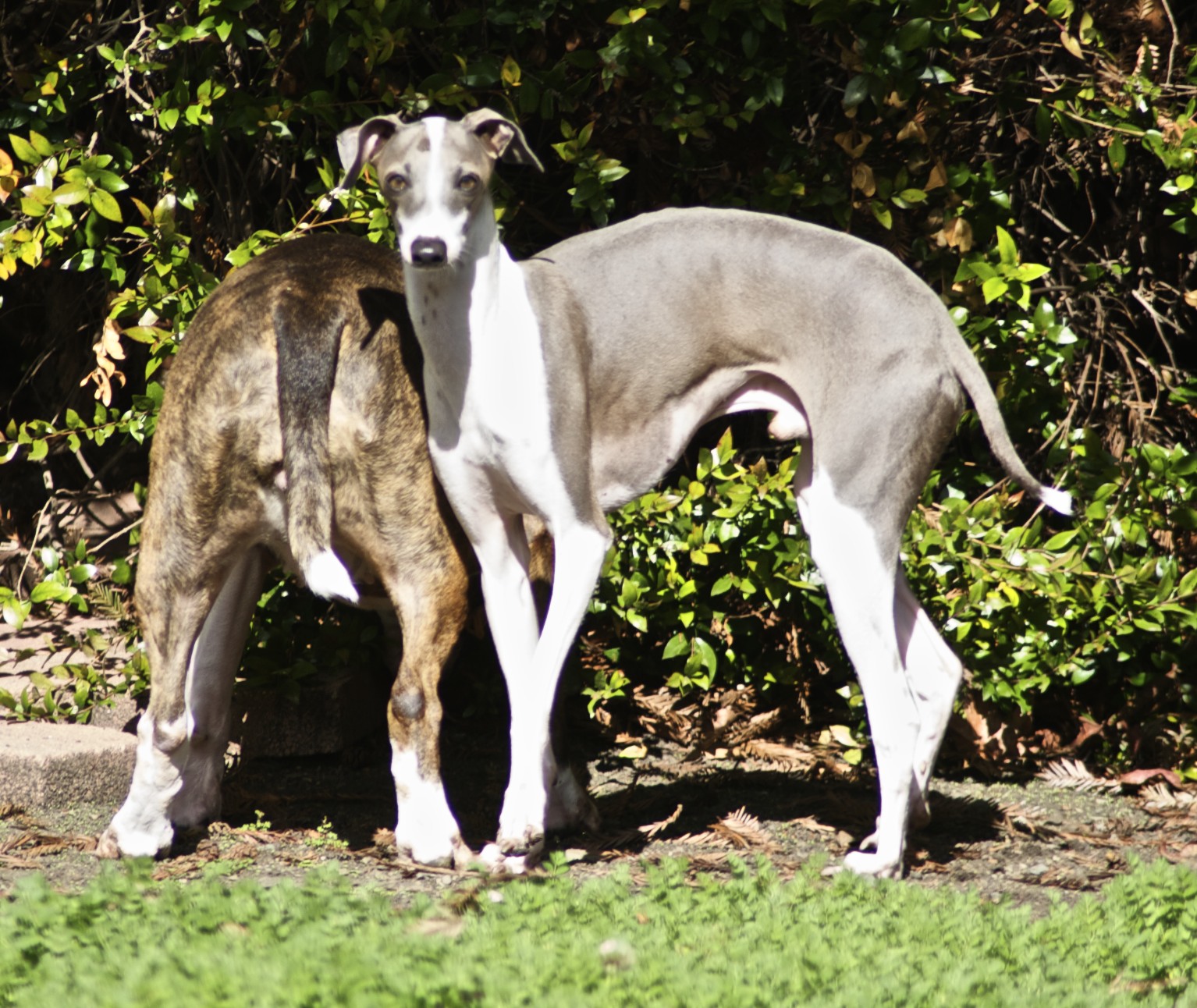 two dogs standing side by side on the grass