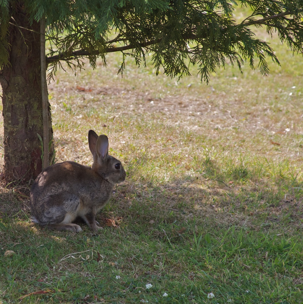 a rabbit sitting under a tree next to a grass field