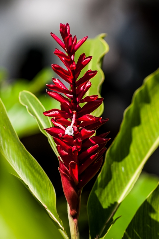 a plant with red flowers in the middle of leaves