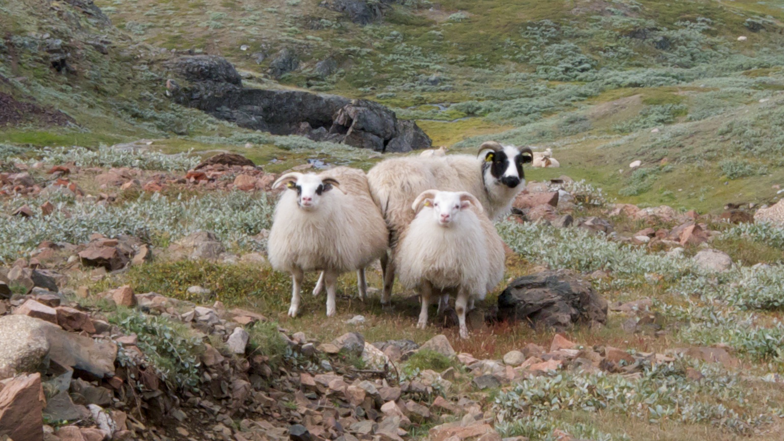 some sheep stand on top of a mountain