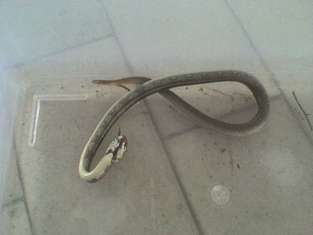 an unfurnished snake laying on the ground on a table