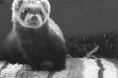a small ferret sits on the edge of a piece of cloth