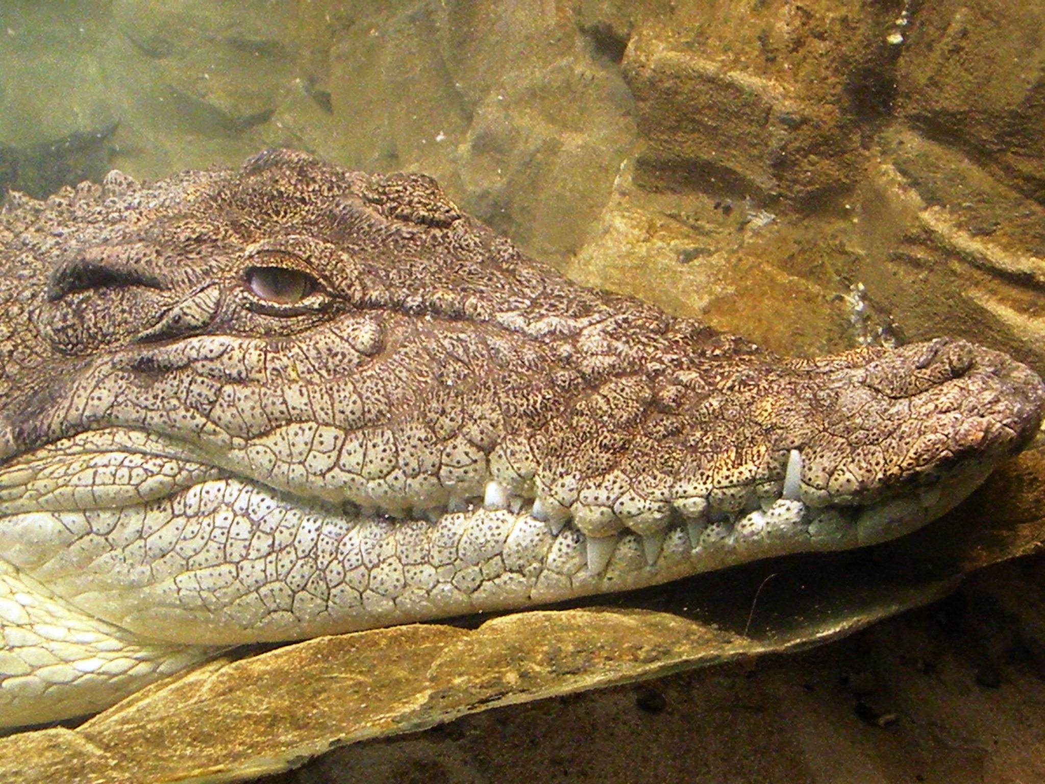 an alligator is submerged in the water on rocks