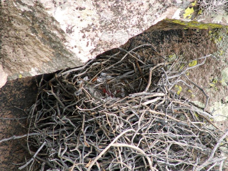 a bird perched on top of a bunch of nches