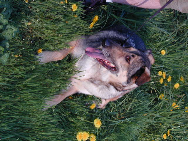 an upside down image of a dog laying on the grass