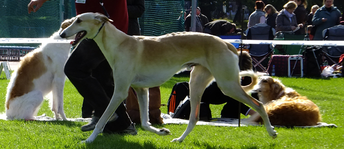 several dogs standing in the grass at a dog show