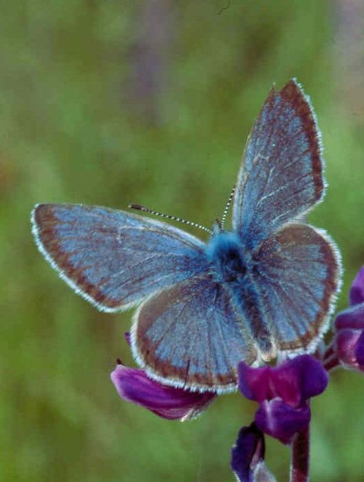 the erfly is on top of the purple flower