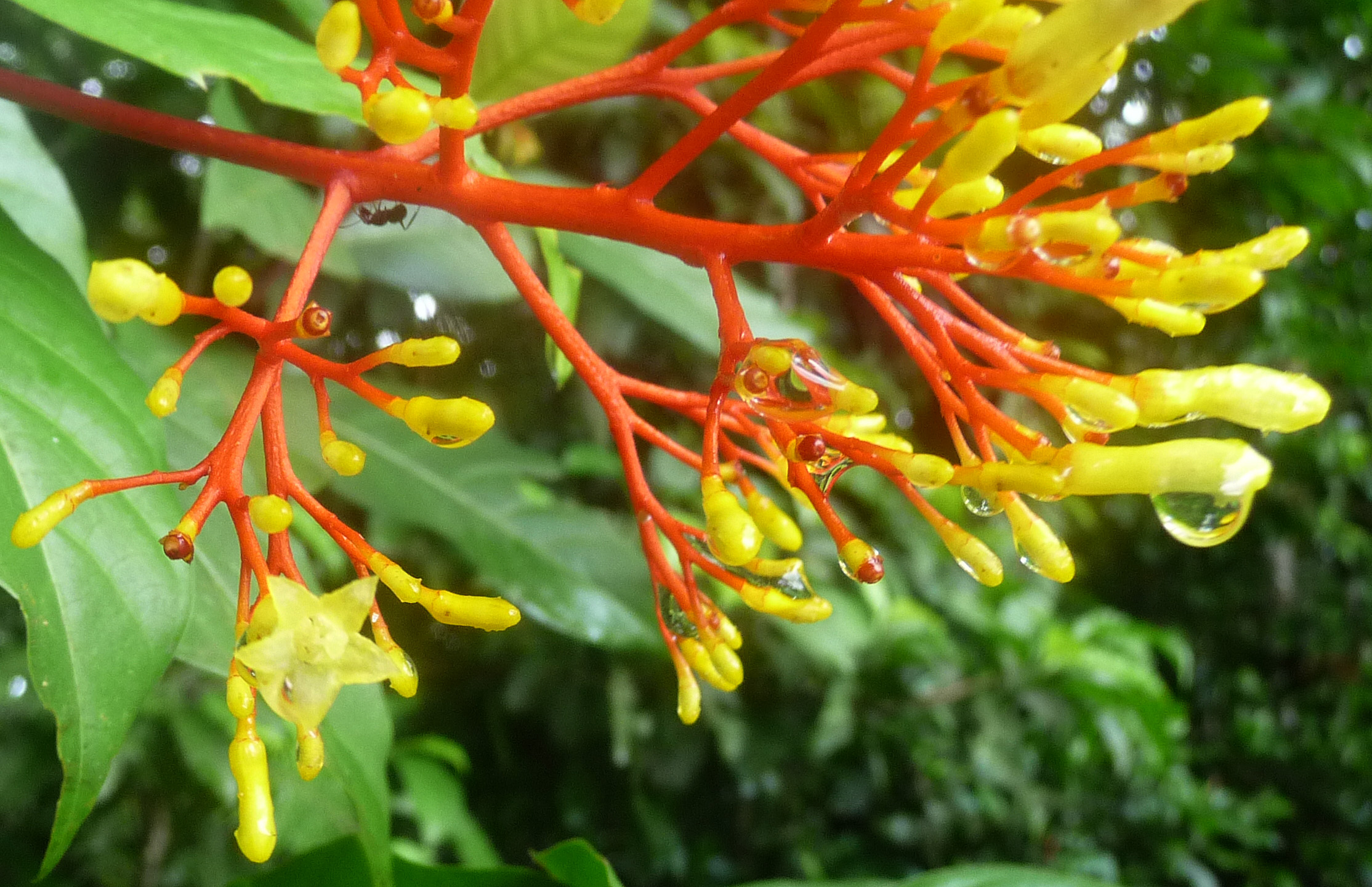 a red and yellow tree with little yellow flowers