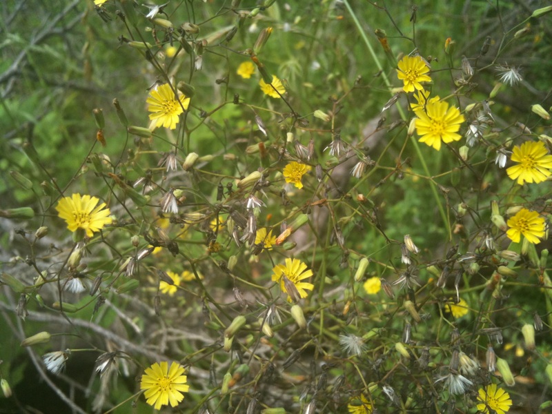 a lot of flowers that are by some grass