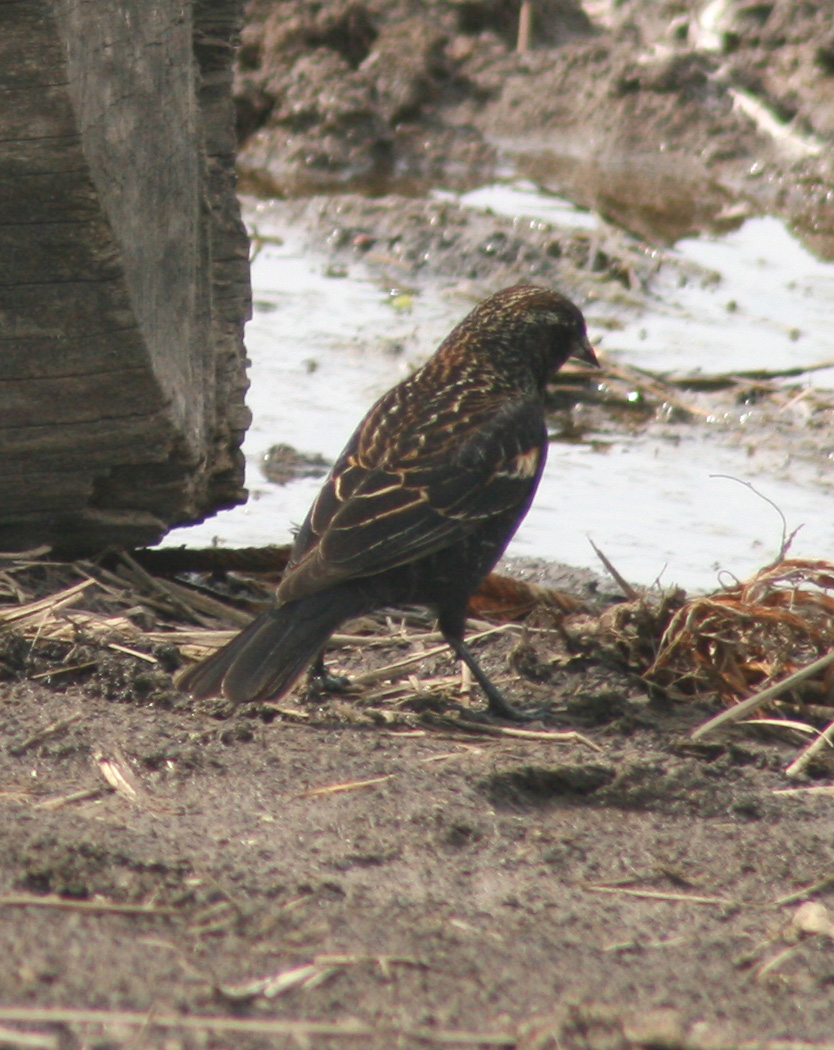 a black and brown bird sits by water in a mud patch