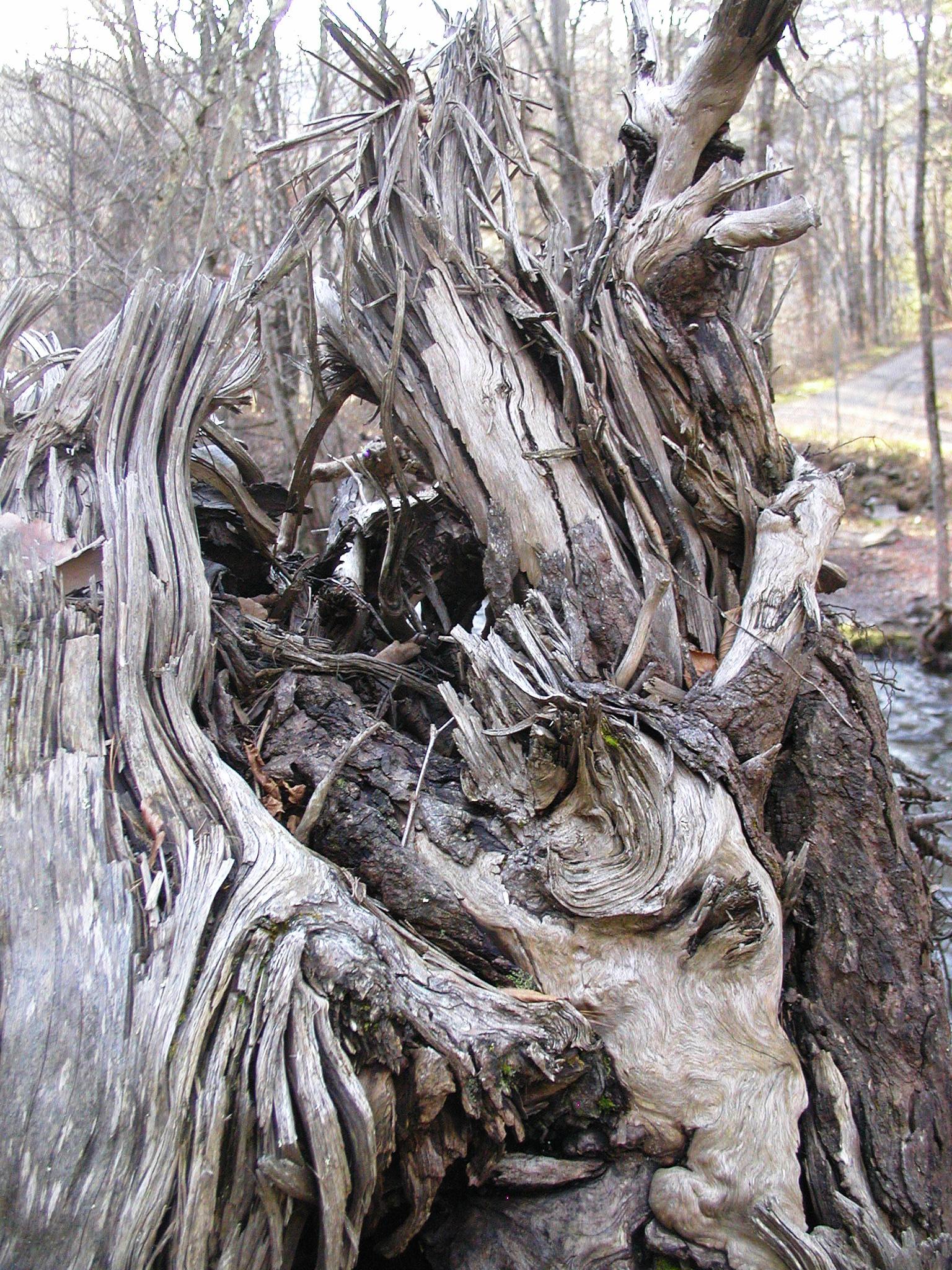 there is a old tree with thin roots