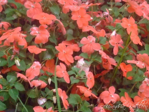 this is an image of many red flowers