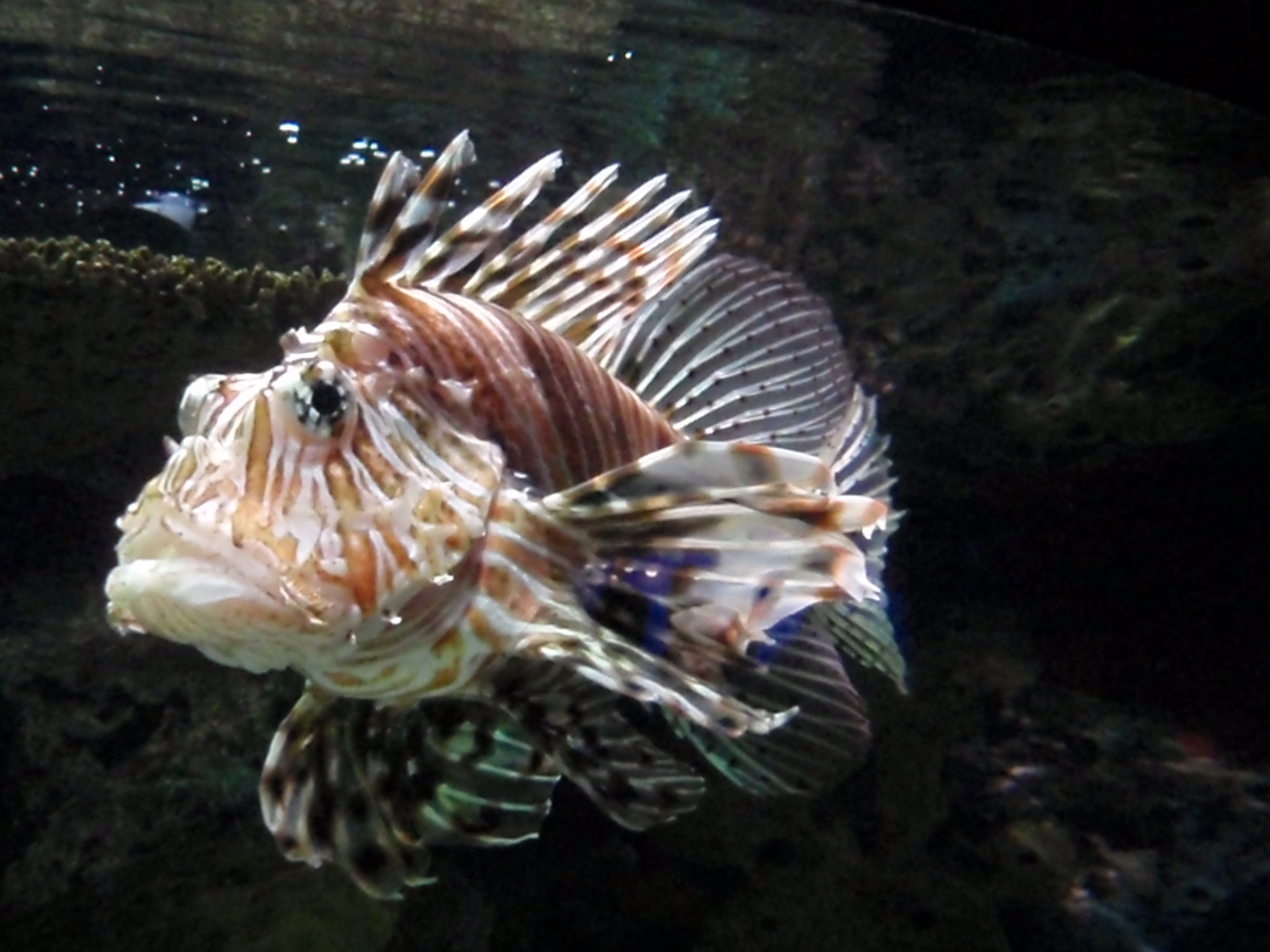 a very pretty looking lion fish in an aquarium