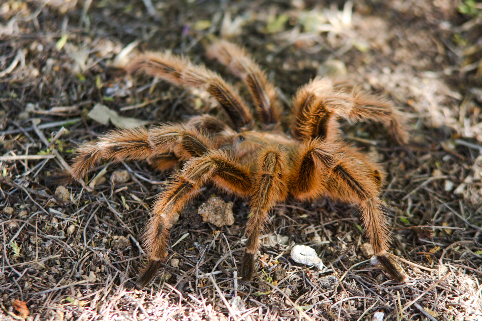 a taradeous red spider in the grass