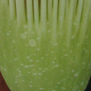 a vase is painted green with small dots and a brown background