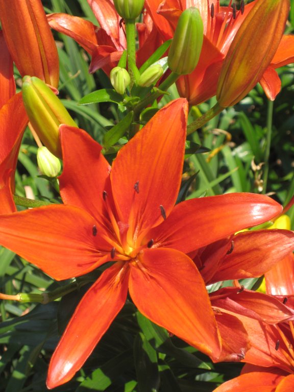 an orange flower in a field of grass