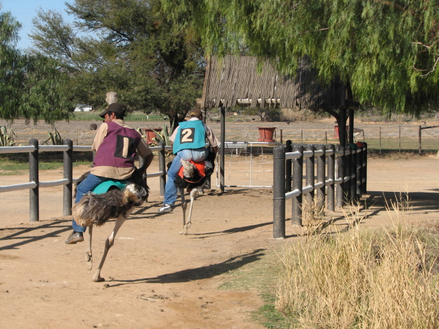 some people riding an ostrich near some fence