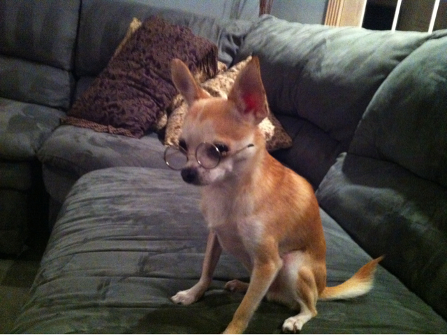 a dog sitting on a couch with a pair of glasses on