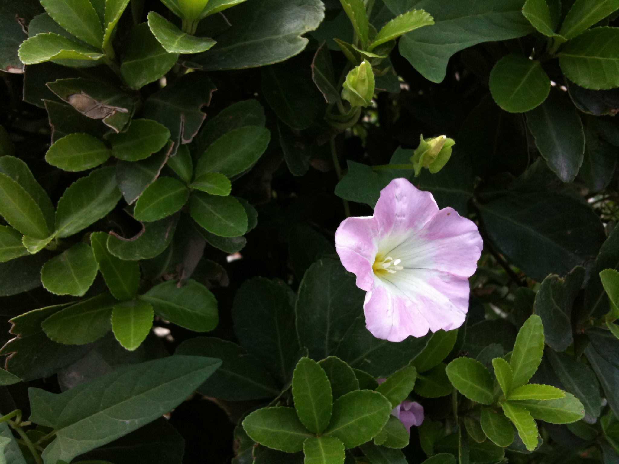 pink and white flowers are blooming amongst the greenery