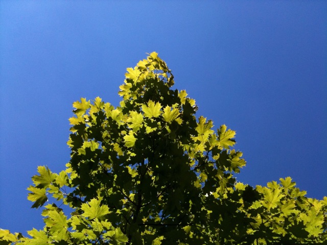 a view of leaves from below, against a blue sky