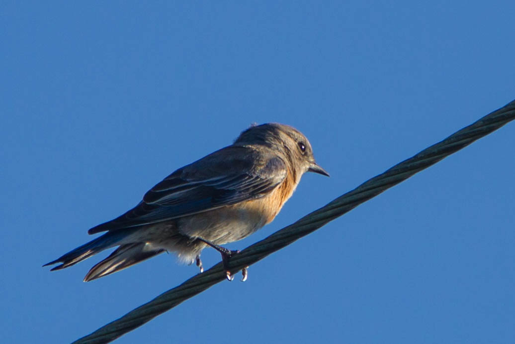 a little bird sitting on top of a wooden wire