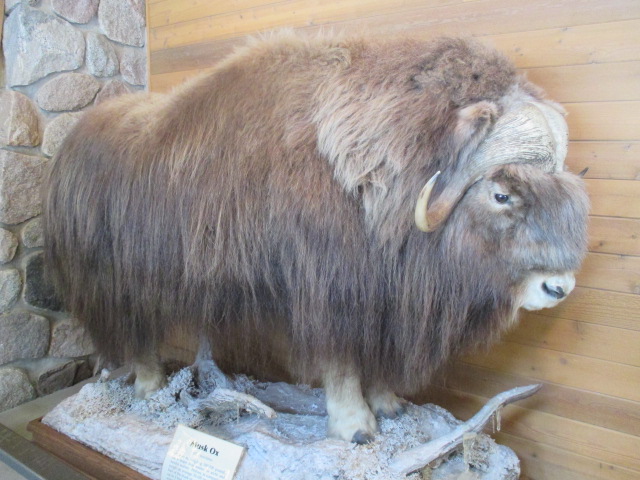 a stuffed buffalo with long wool is on display