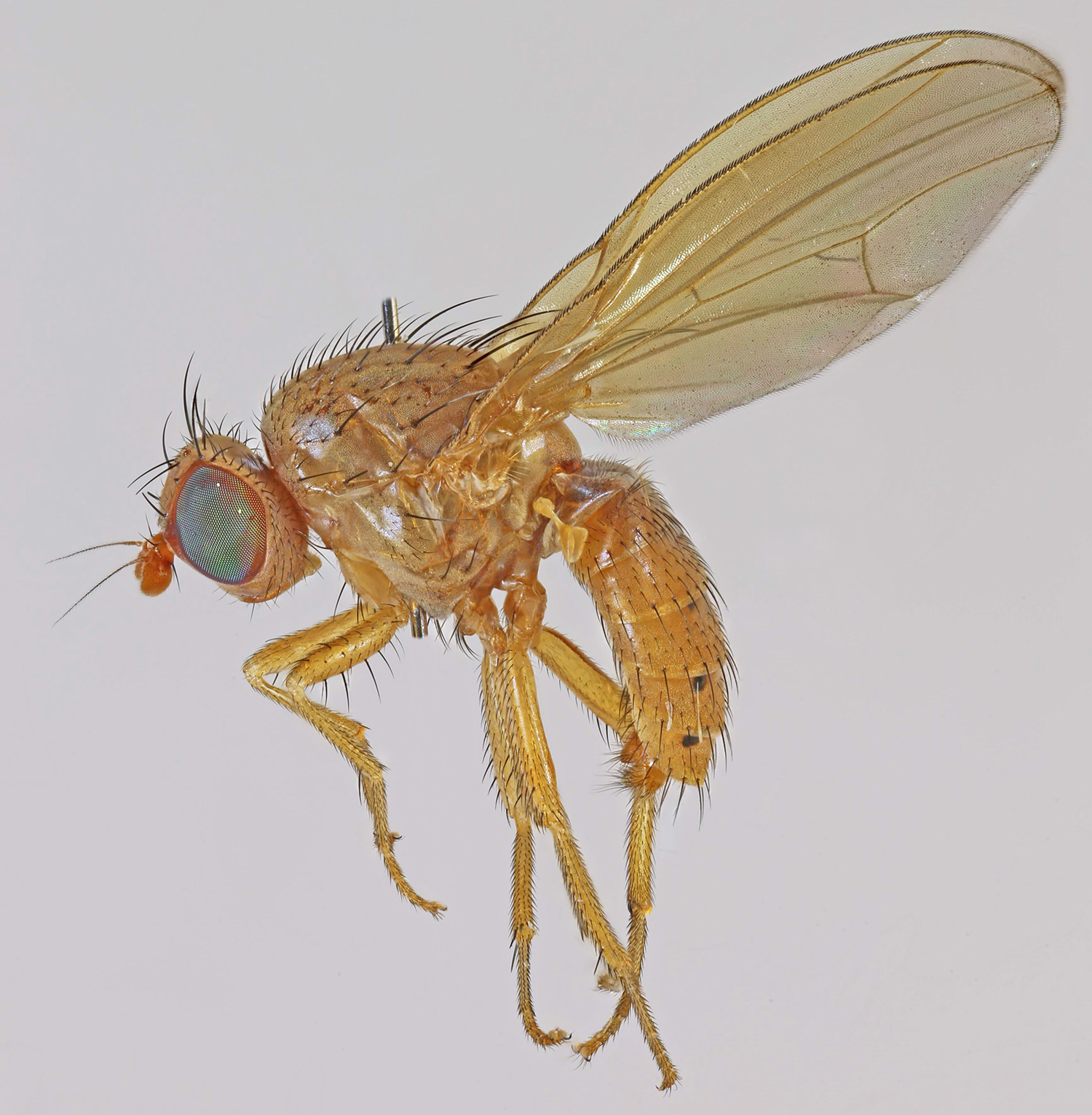 a close - up of a flying fly with bright yellow wings