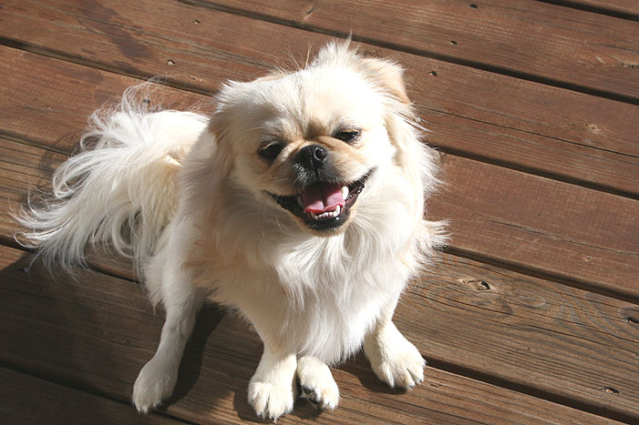 a small white dog sitting on top of a wooden deck