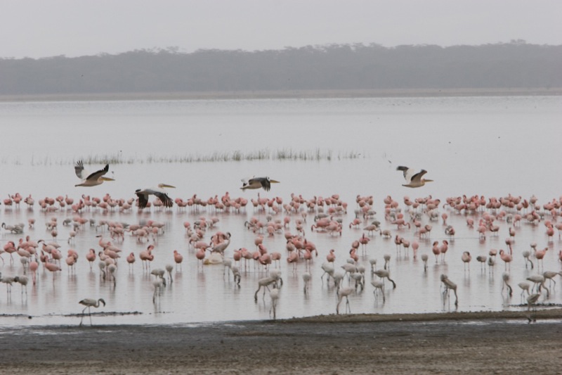 birds are wading in the water by flamingos