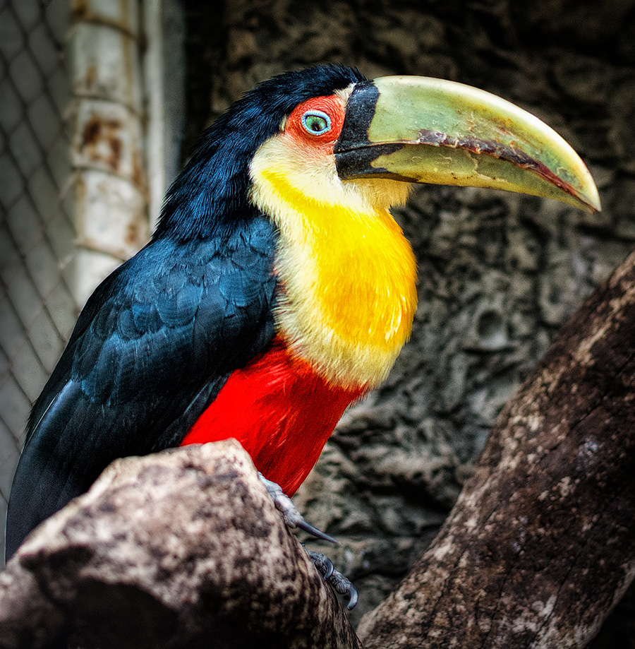 a colorful bird is on a nch in an enclosure