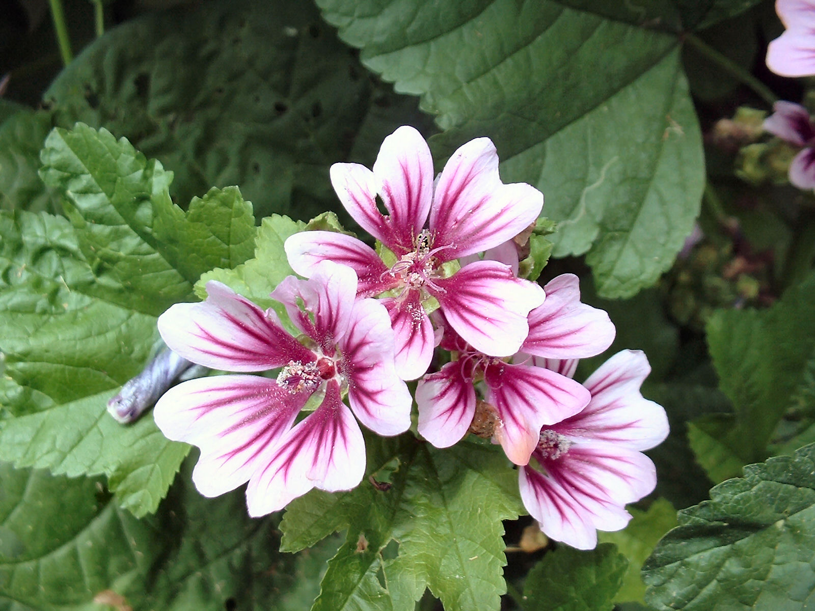 pink flowers surrounded by green leaves in the daytime