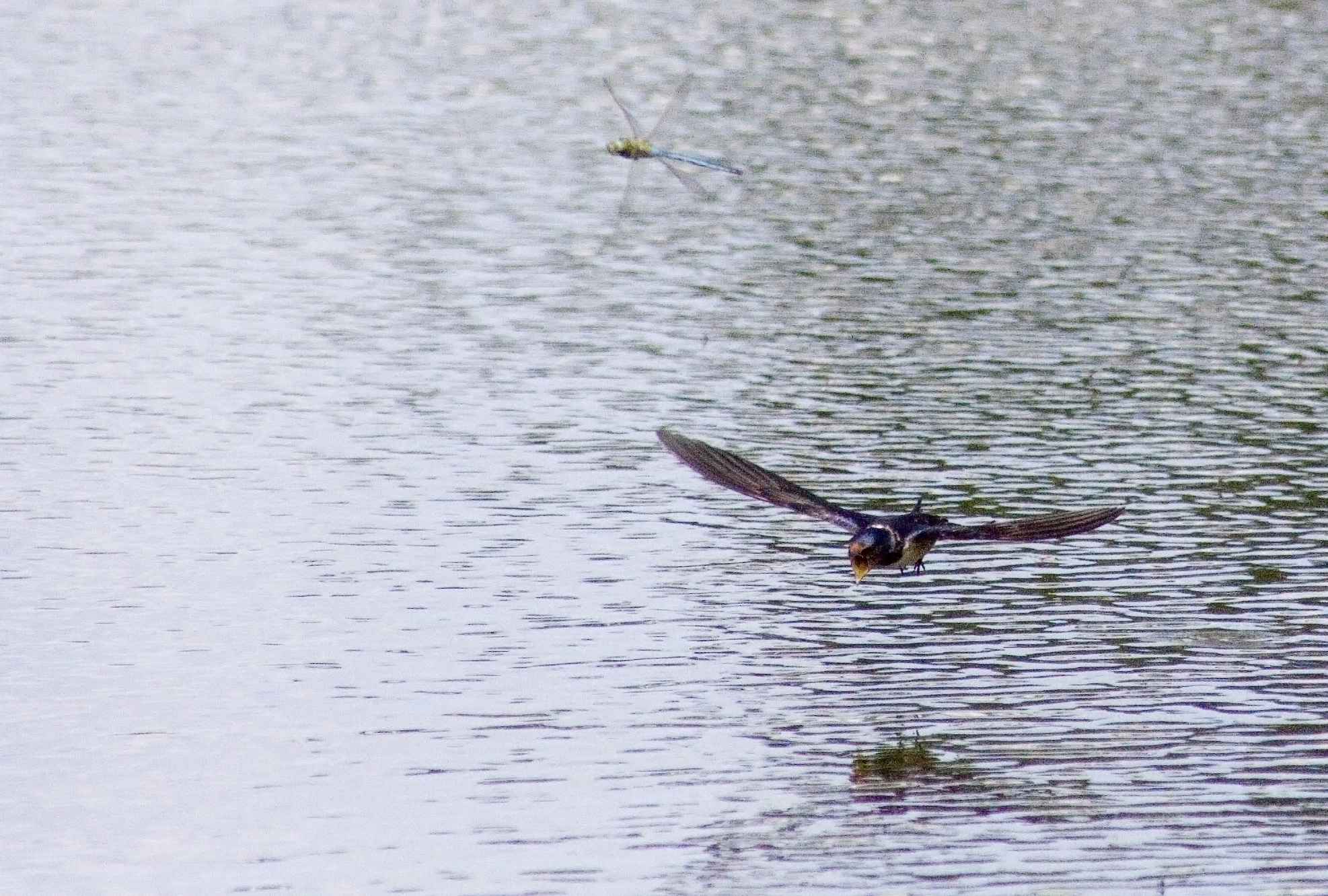 a bird is gliding low over the water