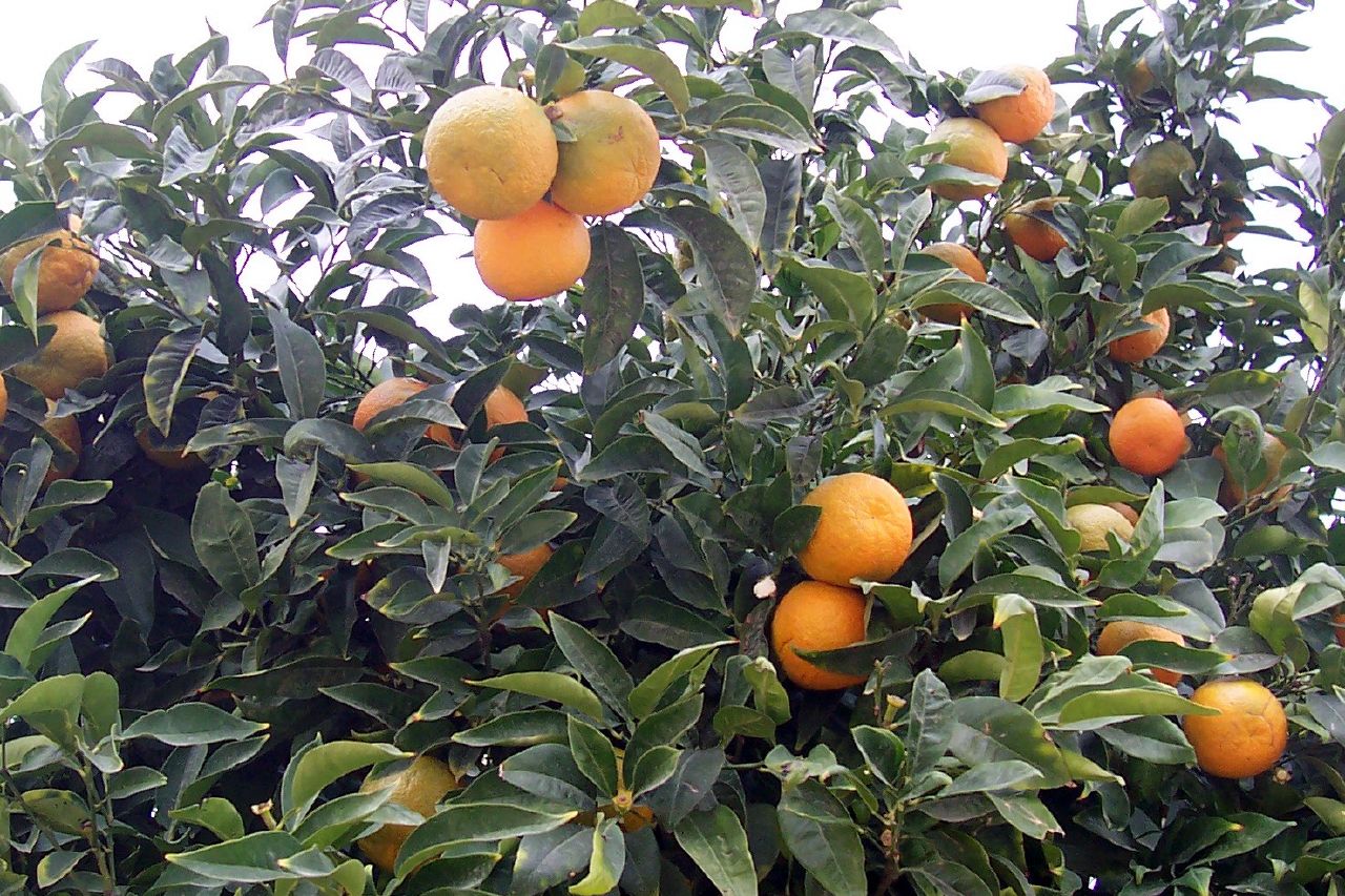 many orange trees with some very ripe fruit